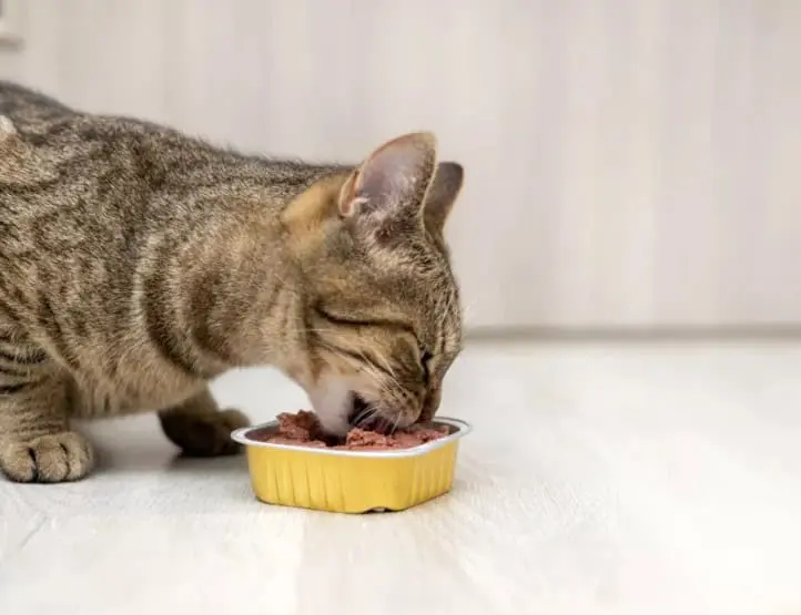 Estos son los sobres de alimento para gatitos que obtuvieron una evaluación favorable en el análisis de Profeco. Especial