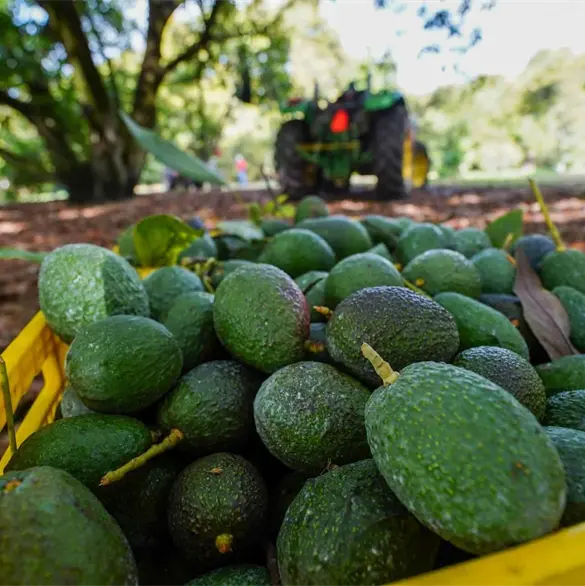 El oro verde bajo presión: Sheinbaum anuncia tres acciones tras el freno de EE.UU. al aguacate mexicano El oro verde bajo presión: Sheinbaum anuncia tres acciones tras el freno de EE.UU. al aguacate mexicano