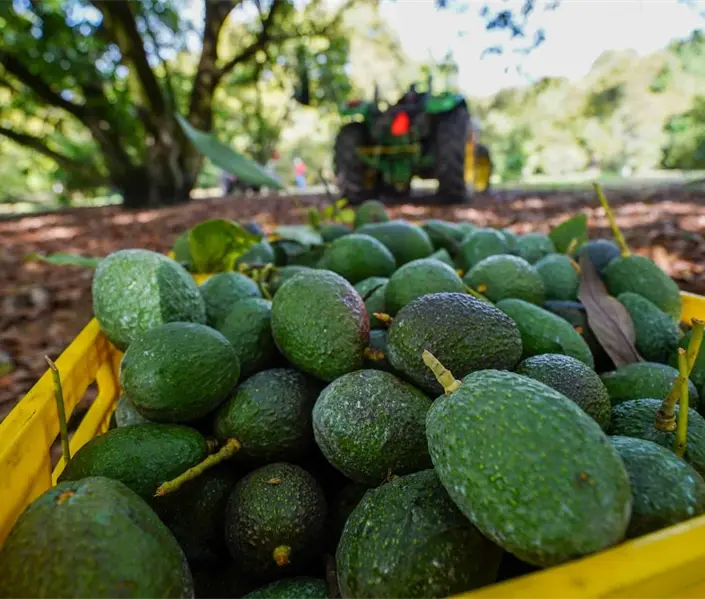 El oro verde bajo presión: Sheinbaum anuncia tres acciones tras el freno de EE.UU. al aguacate mexicano El oro verde bajo presión: Sheinbaum anuncia tres acciones tras el freno de EE.UU. al aguacate mexicano
