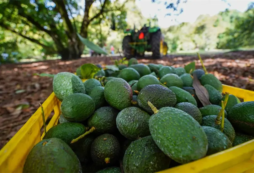 La suspensión del aguacate a EE.UU. obliga a México a reforzar seguridad y negociar con Washington. La suspensión del aguacate a EE.UU. obliga a México a reforzar seguridad y negociar con Washington.
