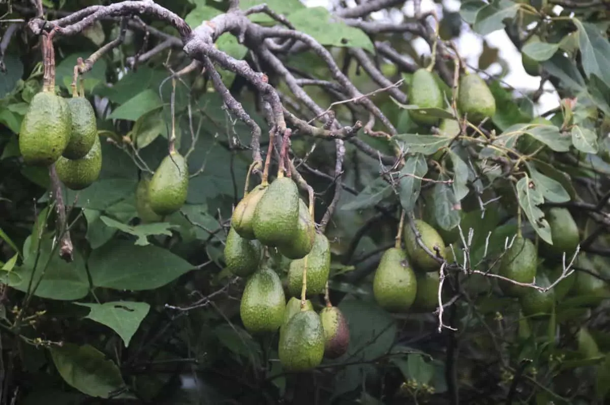 ¿Qué pasó con el aguacate mexicano? Sheinbaum revela el plan para recuperar las exportaciones Cuartoscuro.