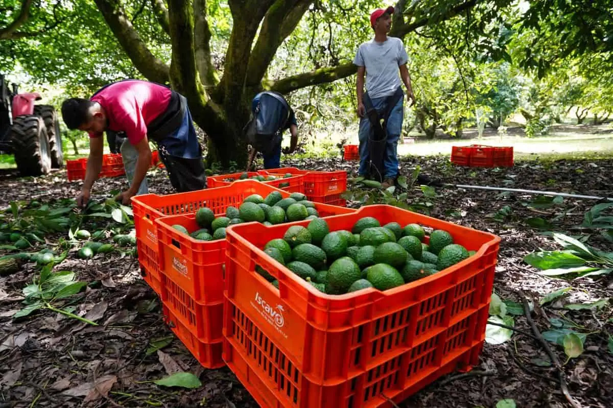 EE.UU. frena el aguacate mexicano y Sheinbaum responde con tres medidas inmediatas. Cuartoscuro.