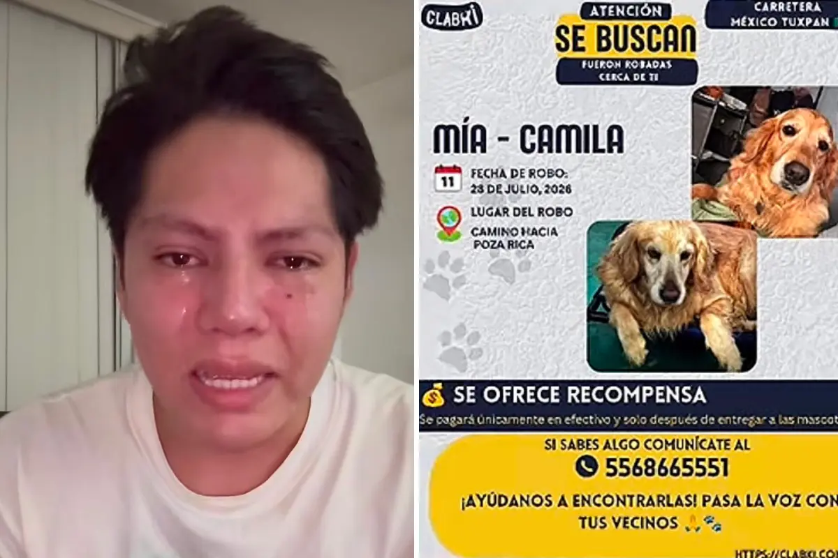  Joven busca a sus perritas 