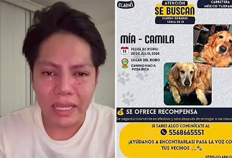 Joven busca a sus perritas