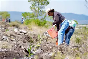 Jornada Nacional de Reforestaci&oacute;n 2026: plantan 12 mil especies en Teotongo, Oaxaca