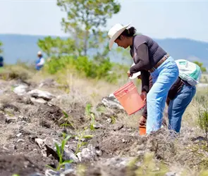 Jornada Nacional de Reforestaci&oacute;n 2026: plantan 12 mil especies en Teotongo, Oaxaca