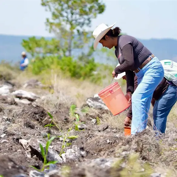 Jornada Nacional de Reforestaci&oacute;n 2026: plantan 12 mil especies en Teotongo, Oaxaca