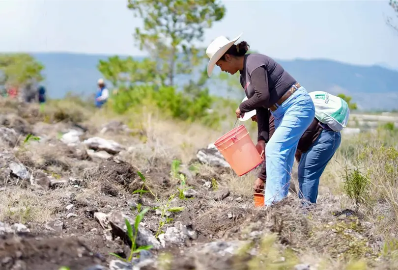 Reforestaci&oacute;n 2026: sembraron nueve especies en 10 hect&aacute;reas de Teotongo