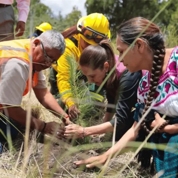 Arranca en Puebla la Jornada Nacional de Reforestación 2026 Arranca en Puebla la Jornada Nacional de Reforestación 2026