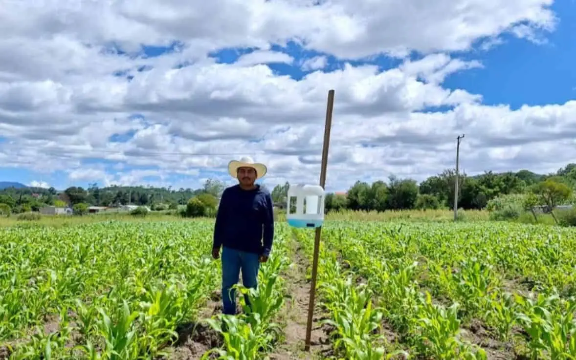 Se el ha puesto especial atención en la protección y producción de las variedades de maíz nativo de Oaxaca. Especial