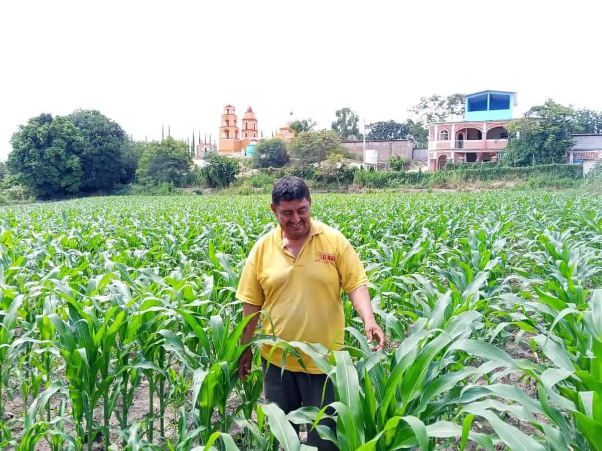 La producción de maíz en Oaxaca aumenta de manera constante. Especial