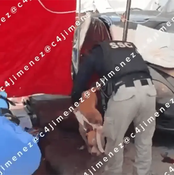 Fernando muri&oacute; tras ataque de pitbull en Indios Verdes; trabajaba como payaso y era el sustento de su familia