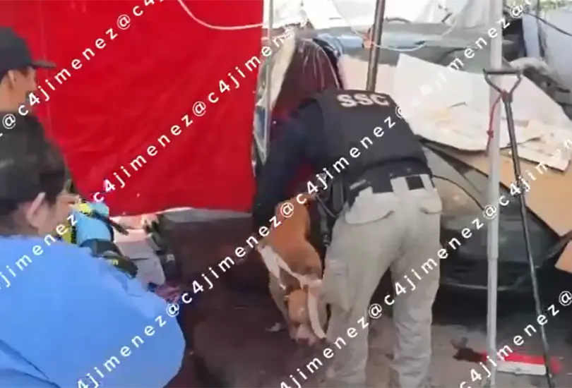 Fernando trabajaba como payaso y murió tras ataque de pitbull en Indios Verdes Fernando trabajaba como payaso y murió tras ataque de pitbull en Indios Verdes