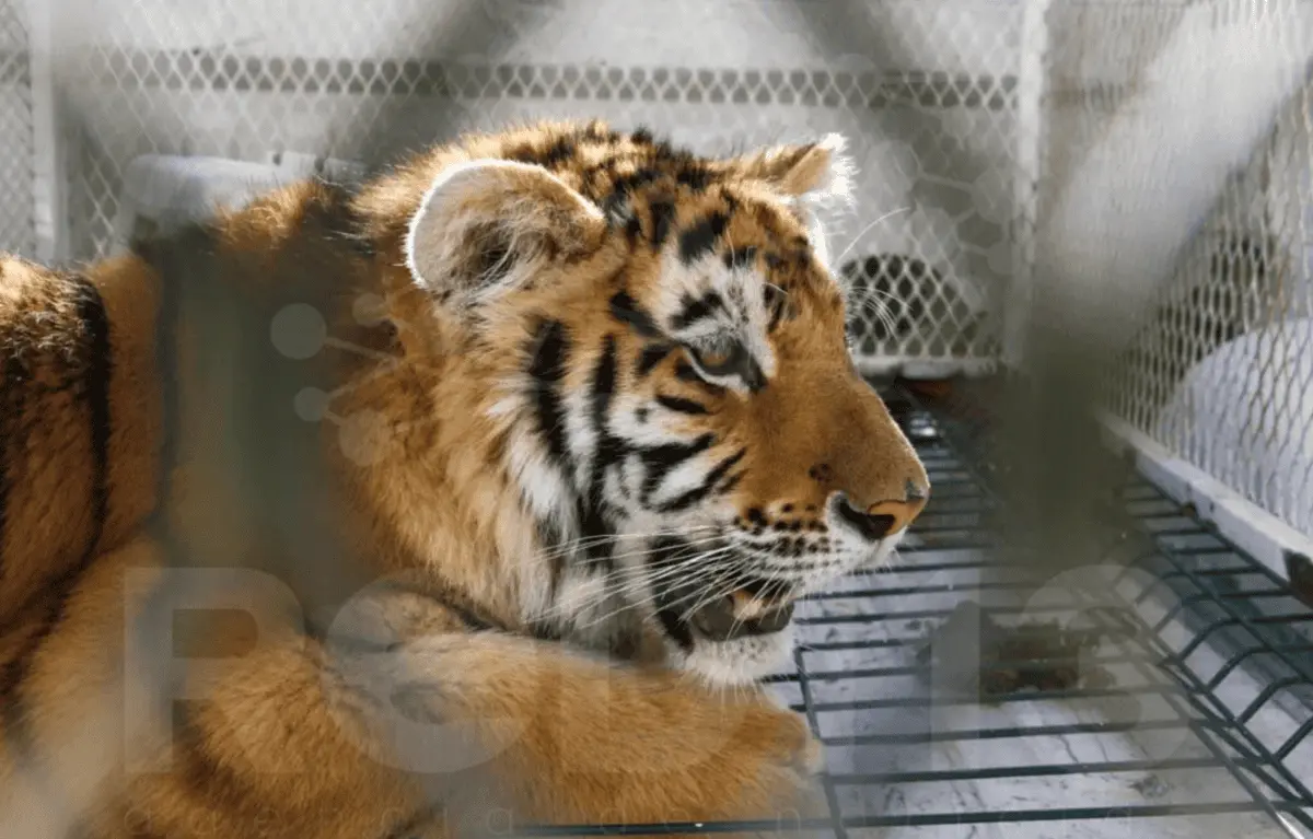 Un operativo en Tanhuato dejo al descubierto algunos animales que mantenía bajo cautiverio. RED113