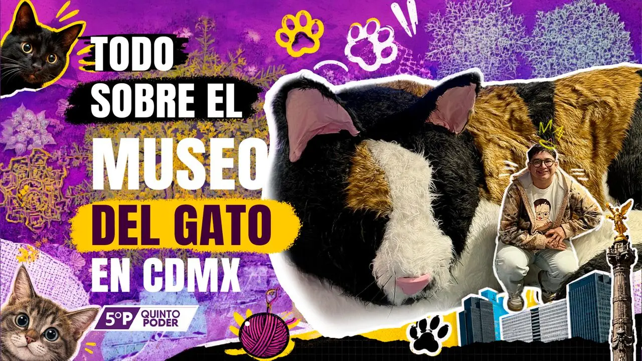  Museo del Gato en CDMX: conoce la experiencia inmersiva para amantes de los gatos
 