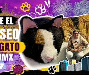 Museo del Gato en CDMX: precio, horarios y qu&eacute; encontrar&aacute;s