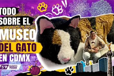 Museo del Gato en CDMX: precio, horarios y qu&eacute; encontrar&aacute;s