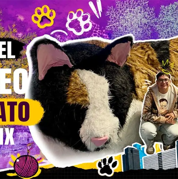 Museo del Gato en CDMX: precio, horarios y qué encontrarás Museo del Gato en CDMX: precio, horarios y qué encontrarás