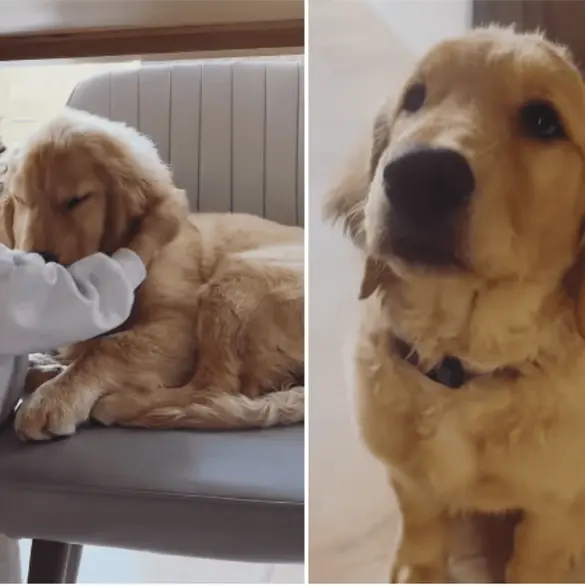 Nala, la perrita de Jonathan Meléndez y su familia, también fue asesinada en Atizapán