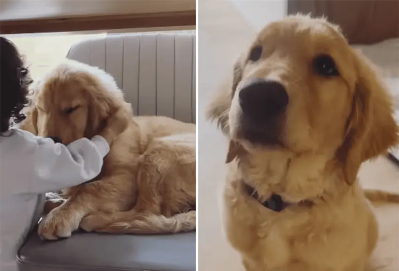 La presencia de la mascota entre las v&iacute;ctimas fue confirmada por las autoridades mexiquenses.