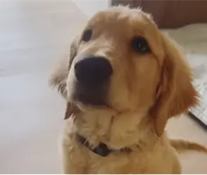 Nala, la perrita de Jonathan Mel&eacute;ndez y su familia, tambi&eacute;n fue asesinada en Atizap&aacute;n