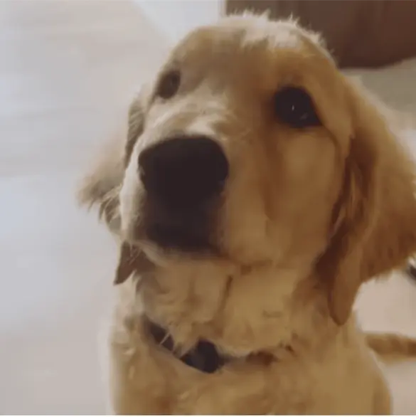 Nala, la perrita de Jonathan Meléndez y su familia, también fue asesinada en Atizapán Nala, la perrita de Jonathan Meléndez y su familia, también fue asesinada en Atizapán