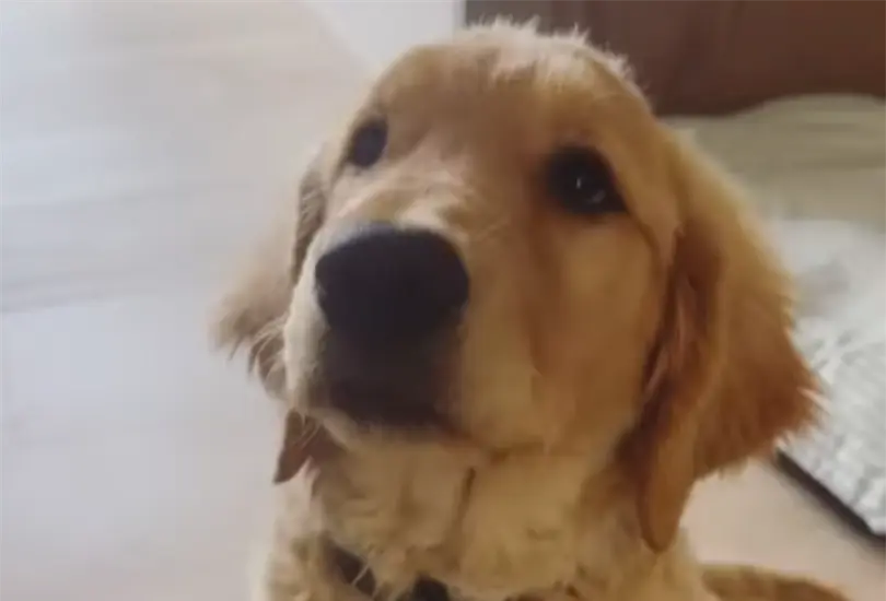 La presencia de la mascota entre las víctimas fue confirmada por las autoridades mexiquenses. La presencia de la mascota entre las víctimas fue confirmada por las autoridades mexiquenses.