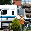 De palmeras retiradas a refugios para aves: Puebla y Africam Safari aprovechan troncos de La Paz