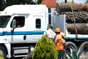 De palmeras retiradas a refugios para aves: Puebla y Africam Safari aprovechan troncos de La Paz