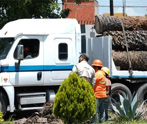 De palmeras retiradas a refugios para aves: Puebla y Africam Safari aprovechan troncos de La Paz