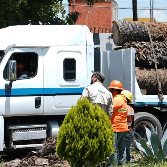 De palmeras retiradas a refugios para aves: Puebla y Africam Safari aprovechan troncos de La Paz De palmeras retiradas a refugios para aves: Puebla y Africam Safari aprovechan troncos de La Paz
