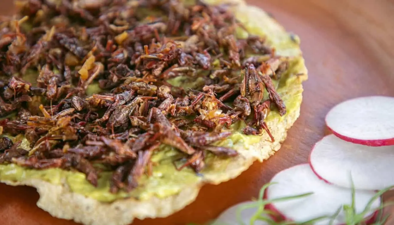 Los chapulines son uno de los alimentos mexicanos que más llaman la atención fuera del país. Estos insectos se tuestan y suelen condimentarse con limón, sal y chile, aunque también pueden utilizarse en tacos y otras preparaciones. Su consumo forma parte de una tradición gastronómica con raíces prehispánicas. Los chapulines son uno de los alimentos mexicanos que más llaman la atención fuera del país. Estos insectos se tuestan y suelen condimentarse con limón, sal y chile, aunque también pueden utilizarse en tacos y otras preparaciones. Su consumo forma parte de una tradición gastronómica con raíces prehispánicas.