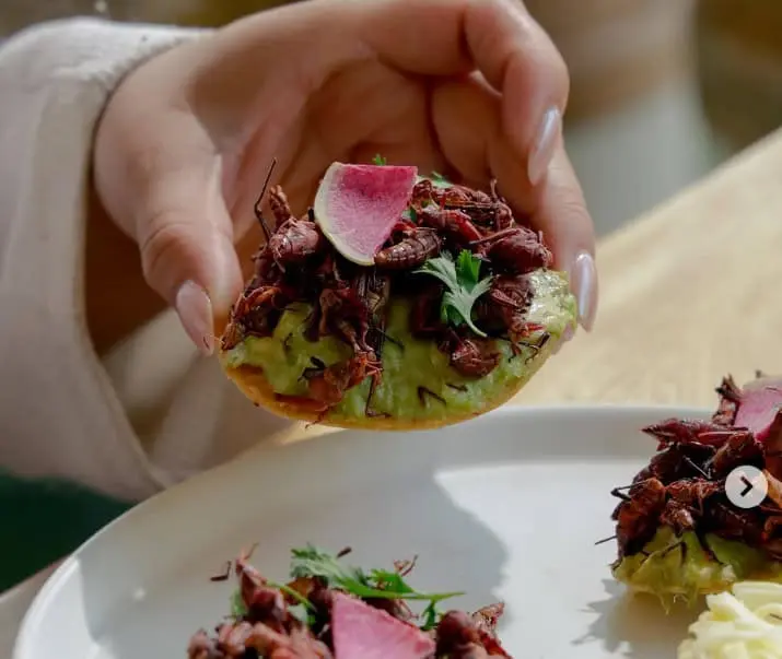Chapulines Chapulines