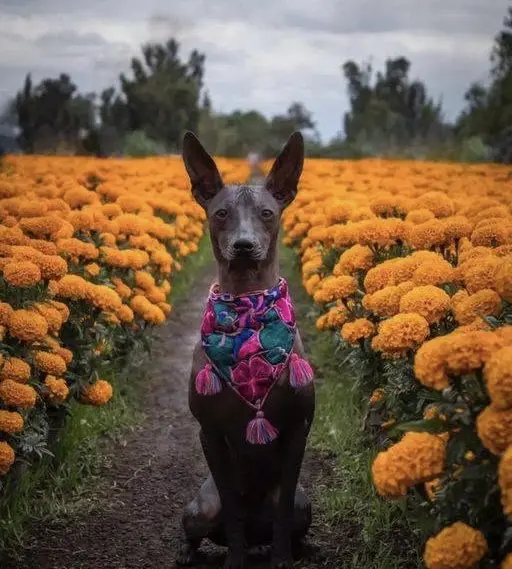 ¿Por qué es tan importante el Xoloitzcuintle? X