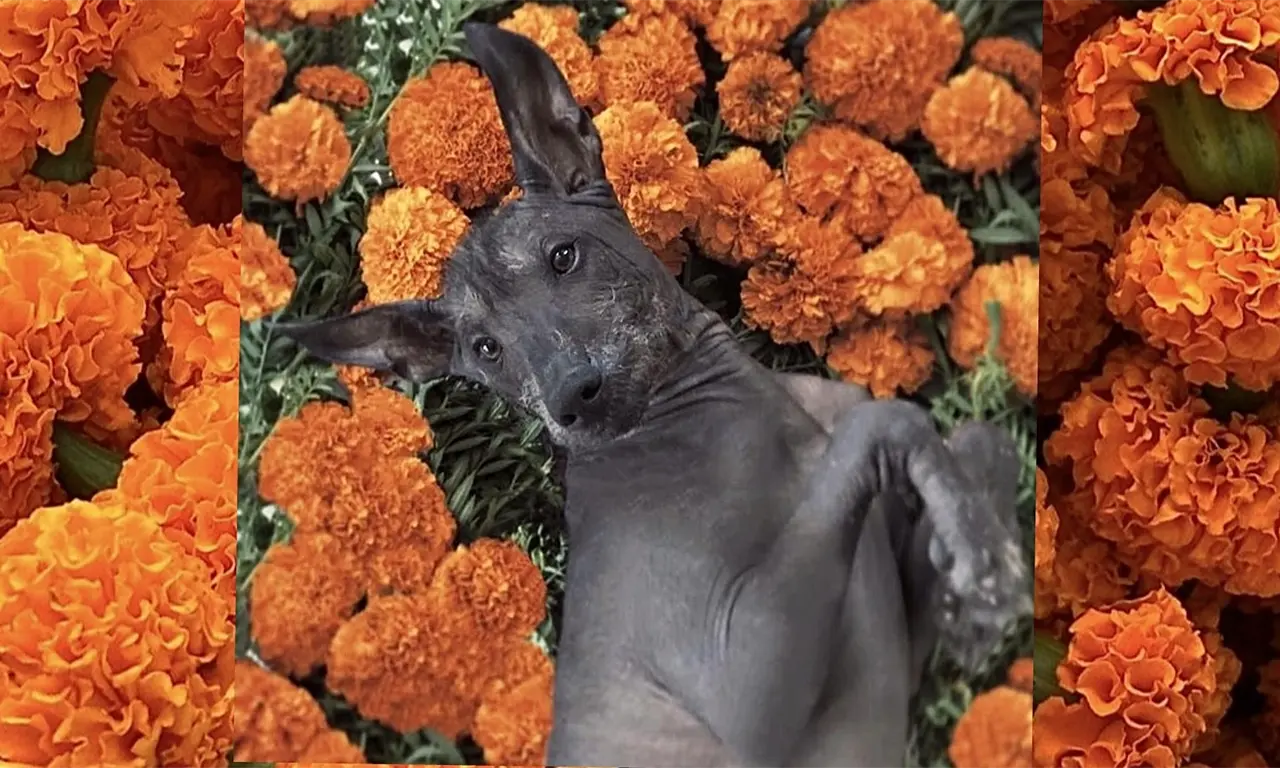  ¡El Xoloitzcuintle tendrá su propio festival en CDMX!: Cuándo y dónde será 