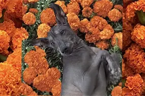 &iexcl;El Xoloitzcuintle tendr&aacute; su propio festival en CDMX!: Cu&aacute;ndo y d&oacute;nde ser&aacute;