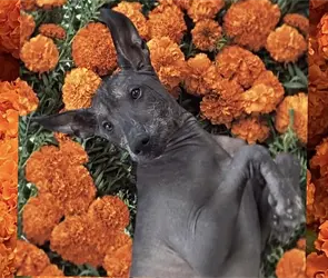 &iexcl;El Xoloitzcuintle tendr&aacute; su propio festival en CDMX!: Cu&aacute;ndo y d&oacute;nde ser&aacute;