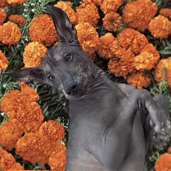 ¡El Xoloitzcuintle tendrá su propio festival en CDMX!: Cuándo y dónde será ¡El Xoloitzcuintle tendrá su propio festival en CDMX!: Cuándo y dónde será