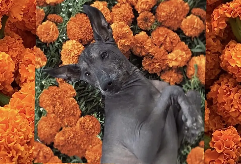 ¡El Xoloitzcuintle tendrá su propio festival en CDMX!: Cuándo y dónde será ¡El Xoloitzcuintle tendrá su propio festival en CDMX!: Cuándo y dónde será