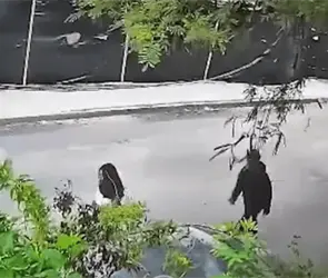Captan presunto intento de secuestro de una joven en Escobedo: as&iacute; ocurri&oacute; el ataque