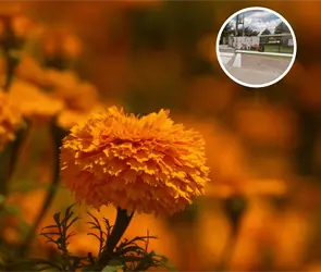 ¿Qué pasó en la escuela Teodomiro Manzano? Alumna sufre un accidente en festival de Día de Muertos ¿Qué pasó en la escuela Teodomiro Manzano? Alumna sufre un accidente en festival de Día de Muertos