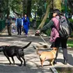 Caso Parque España: ¿qué se sabe de la sustancia que mató a cuatro perros y de los presuntos responsables? Caso Parque España: ¿qué se sabe de la sustancia que mató a cuatro perros y de los presuntos responsables?