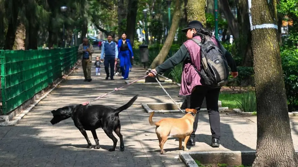  La Fiscalía identificó la sustancia tóxica con la que envenenaron a cuatro perros en el Parque España.
 