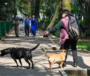 Caso Parque Espa&ntilde;a: &iquest;qu&eacute; se sabe de la sustancia que mat&oacute; a cuatro perros y de los presuntos responsables?