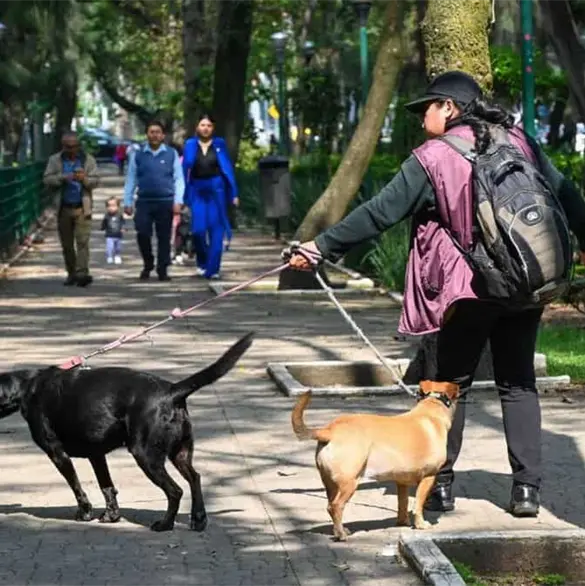 Caso Parque España: ¿qué se sabe de la sustancia que mató a cuatro perros y de los presuntos responsables? Caso Parque España: ¿qué se sabe de la sustancia que mató a cuatro perros y de los presuntos responsables?