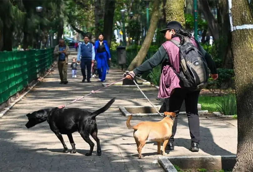 La Fiscal&iacute;a identific&oacute; la sustancia t&oacute;xica con la que envenenaron a cuatro perros en el Parque Espa&ntilde;a.